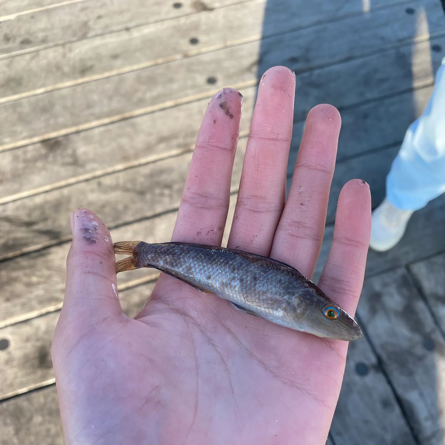 Blue weed whiting caught on Fishbrain