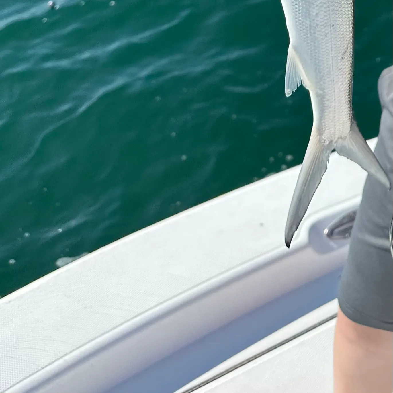 The most recent Ladyfish catches on Fishbrain