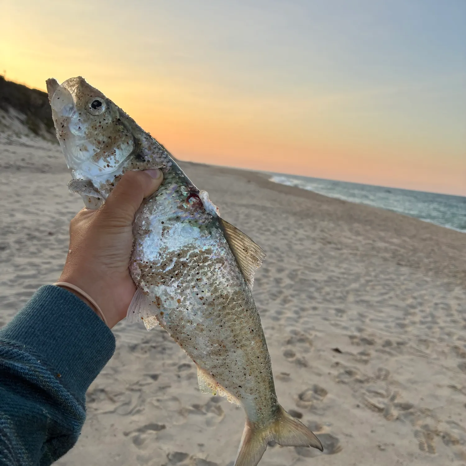 The most recent Skipjack herring catches on Fishbrain