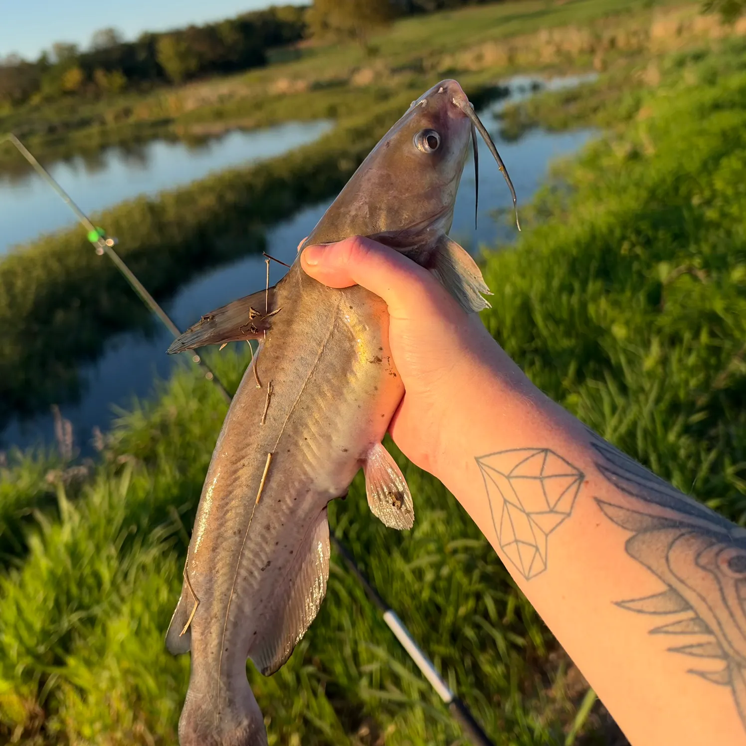 Channel catfish caught on Fishbrain