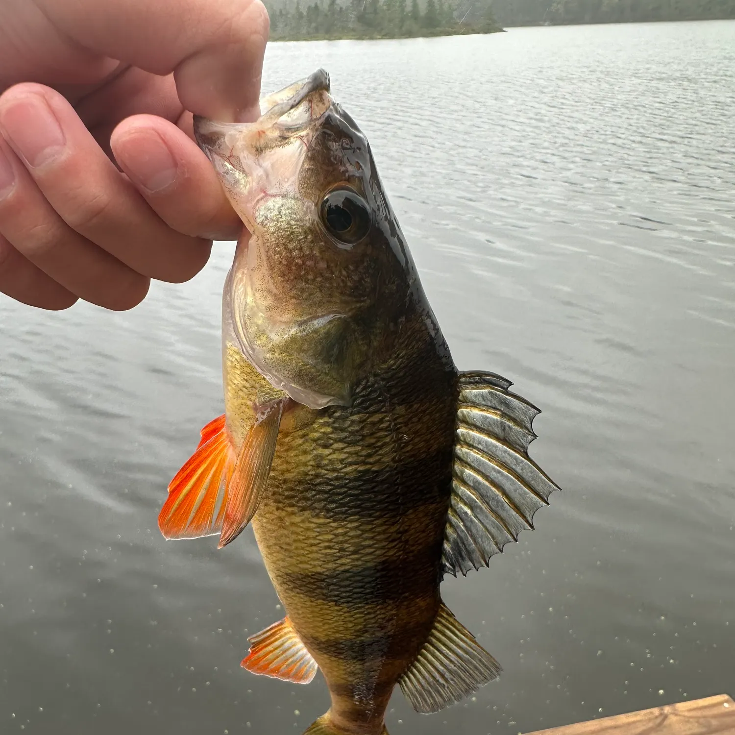 Yellow perch caught on Fishbrain