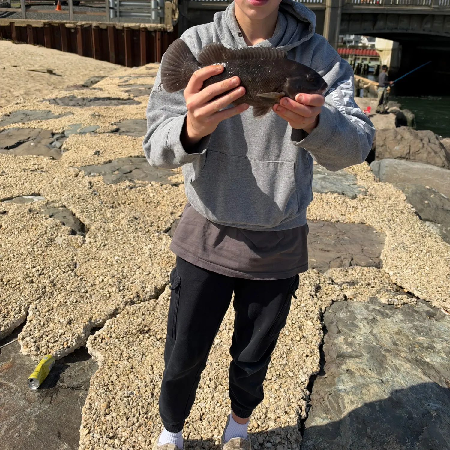 Tautog caught on Fishbrain