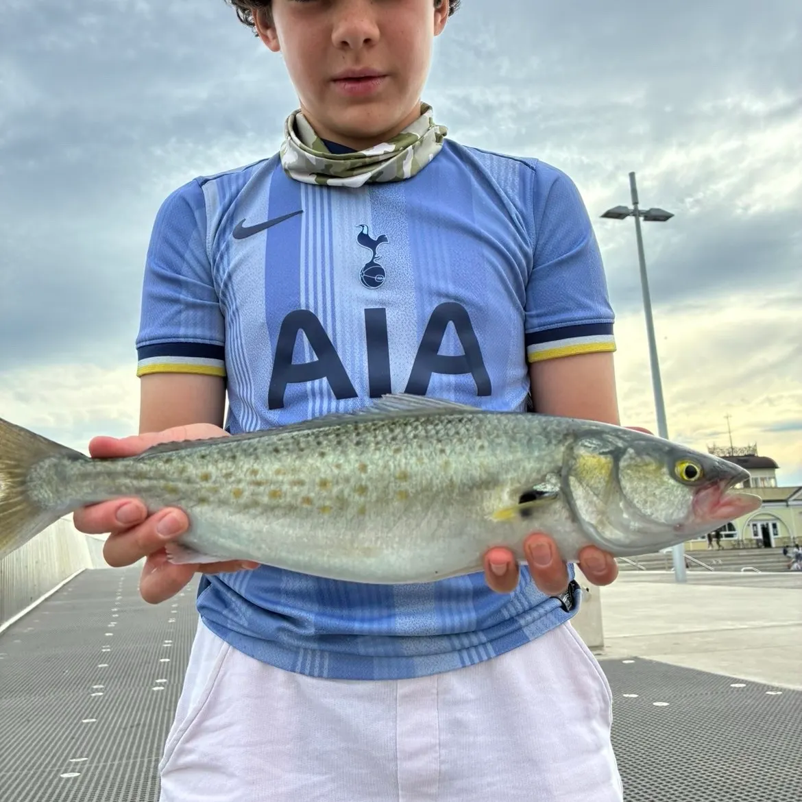 Eastern Australian salmon caught on Fishbrain