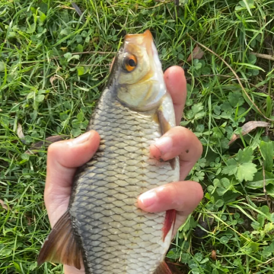 The most recent Common rudd catches on Fishbrain