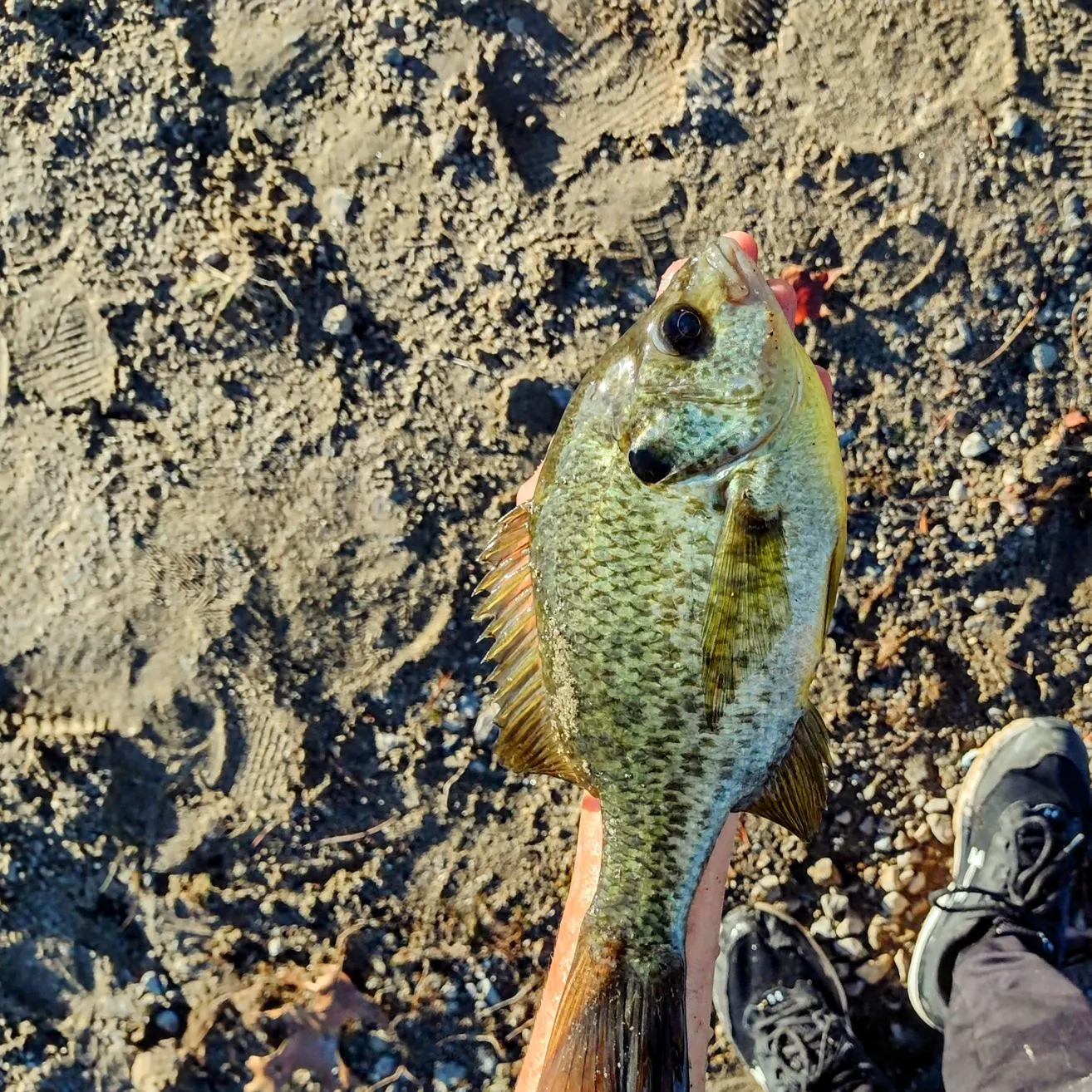 The most popular recent Redear x bluegill catch on Fishbrain