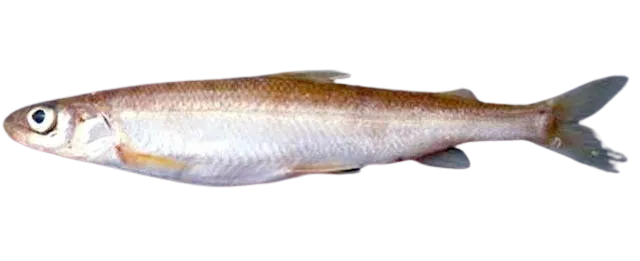 Pygmy whitefish