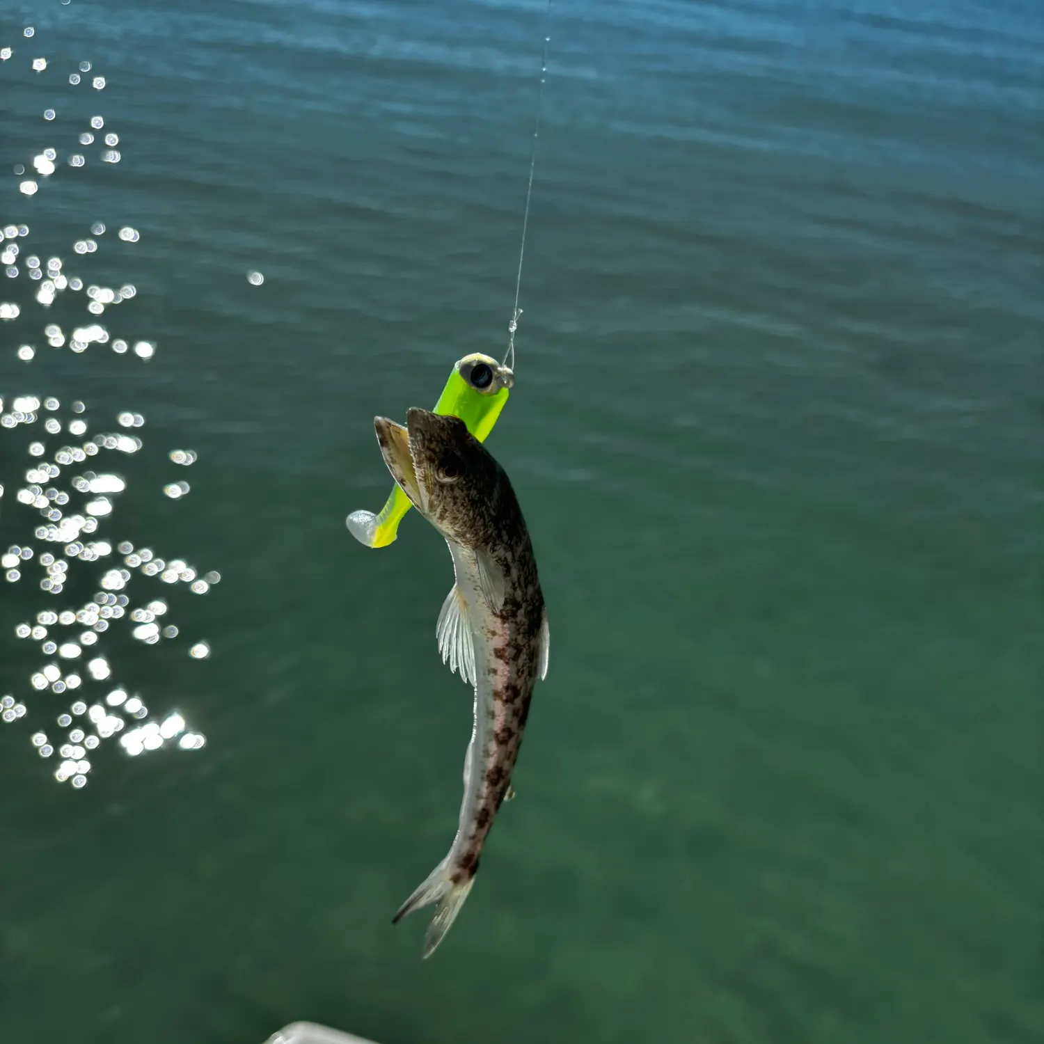 The most recent Lighthouse lizardfish catches on Fishbrain