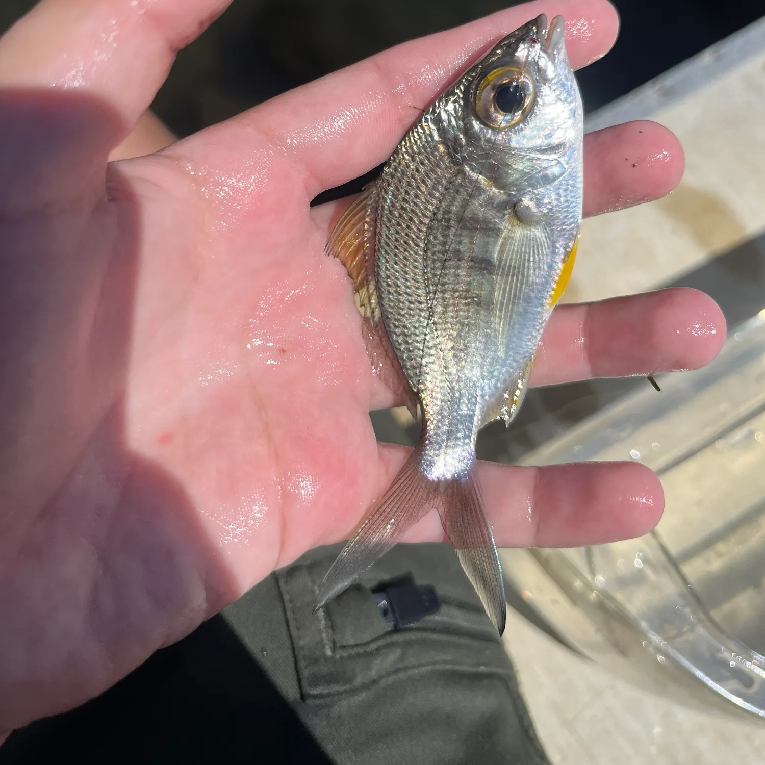 The most recent Yellowfin mojarra catches on Fishbrain