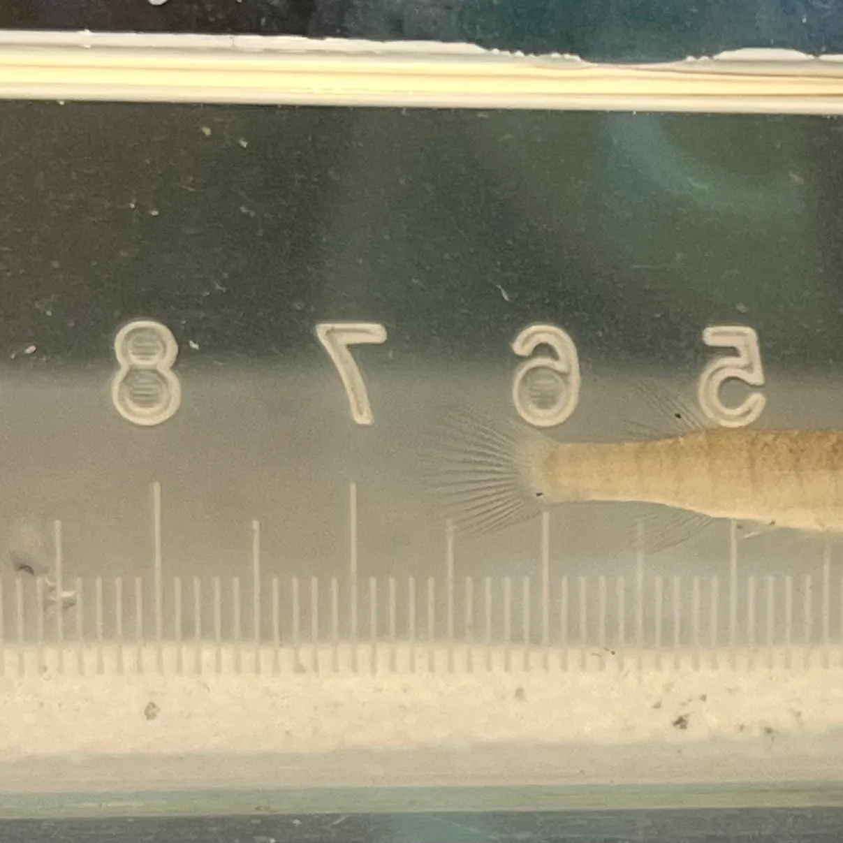 The most recent Longnose killifish catches on Fishbrain