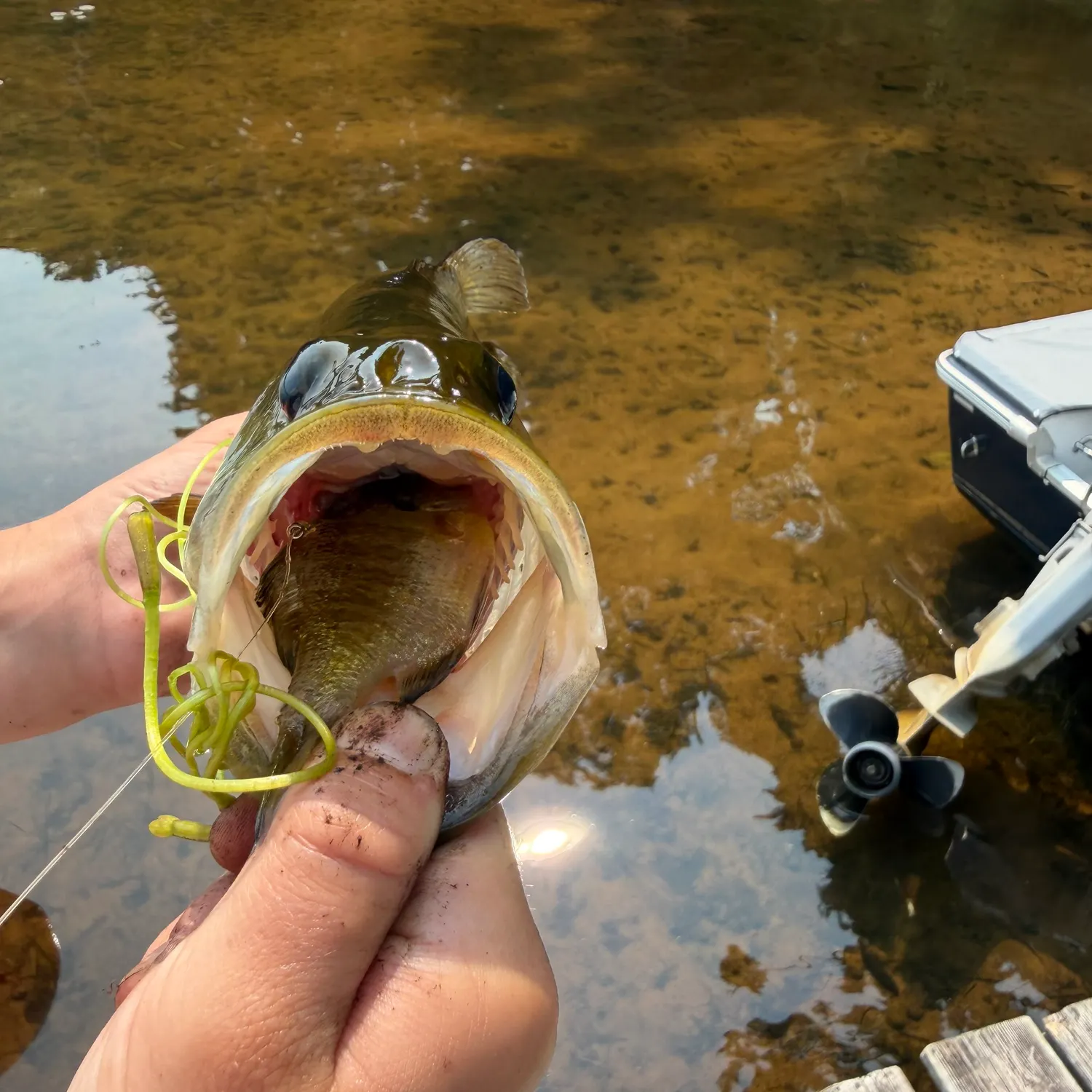 Largemouth bass caught on Fishbrain