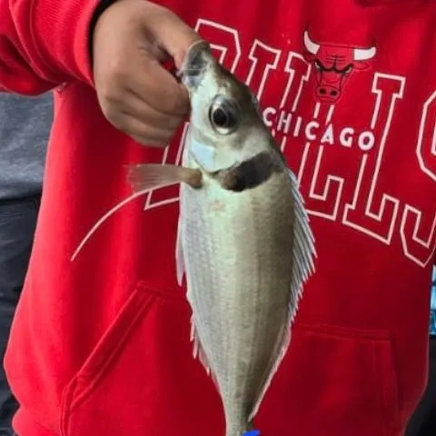 The most recent Jackass morwong catches on Fishbrain