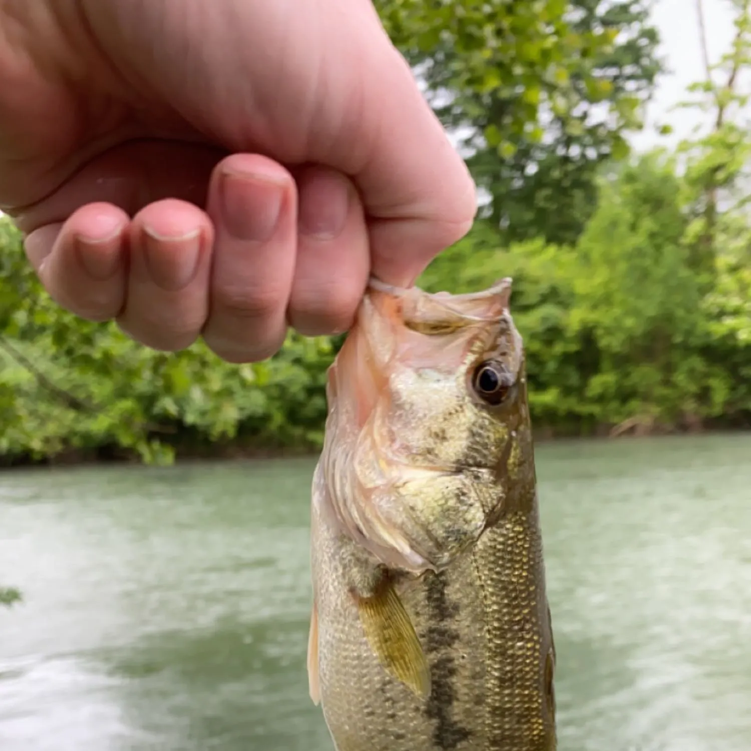 angler catch