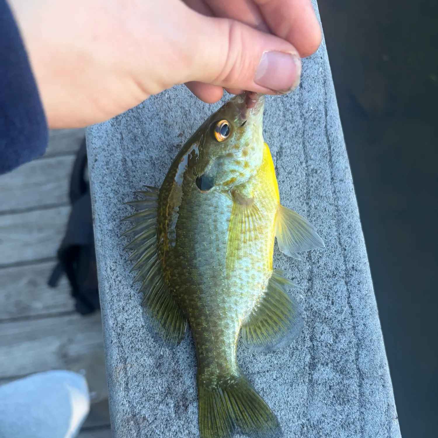 The most recent Redear sunfish catches on Fishbrain