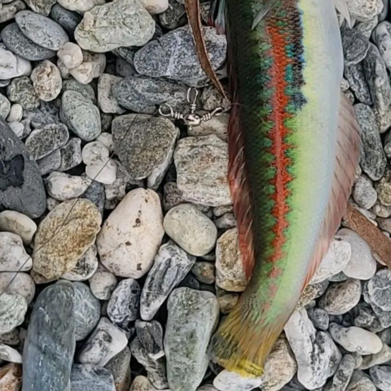 The most recent Mediterranean rainbow wrasse catches on Fishbrain