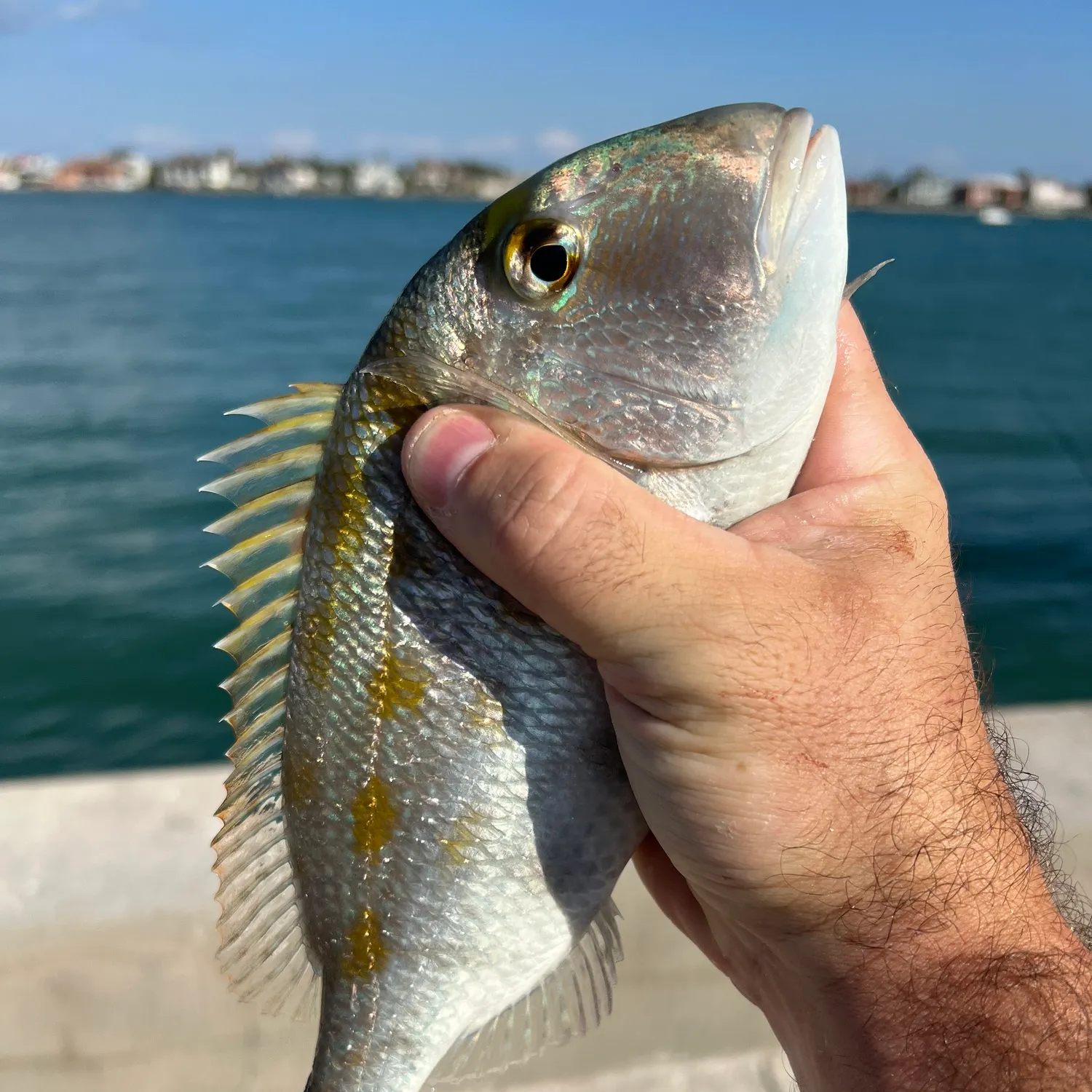 The most recent Littlehead Porgy catches on Fishbrain