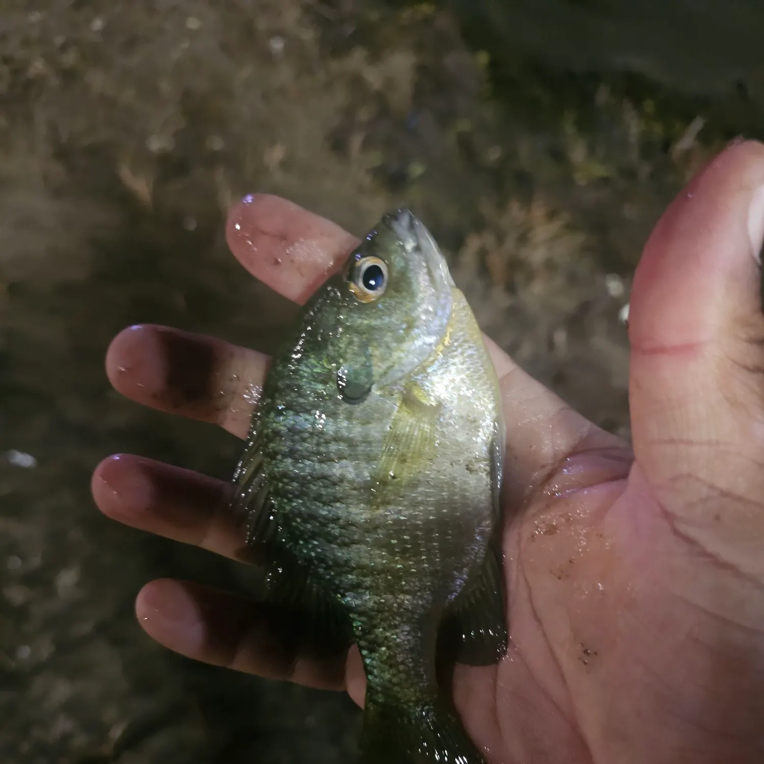 Bluegill caught on Fishbrain