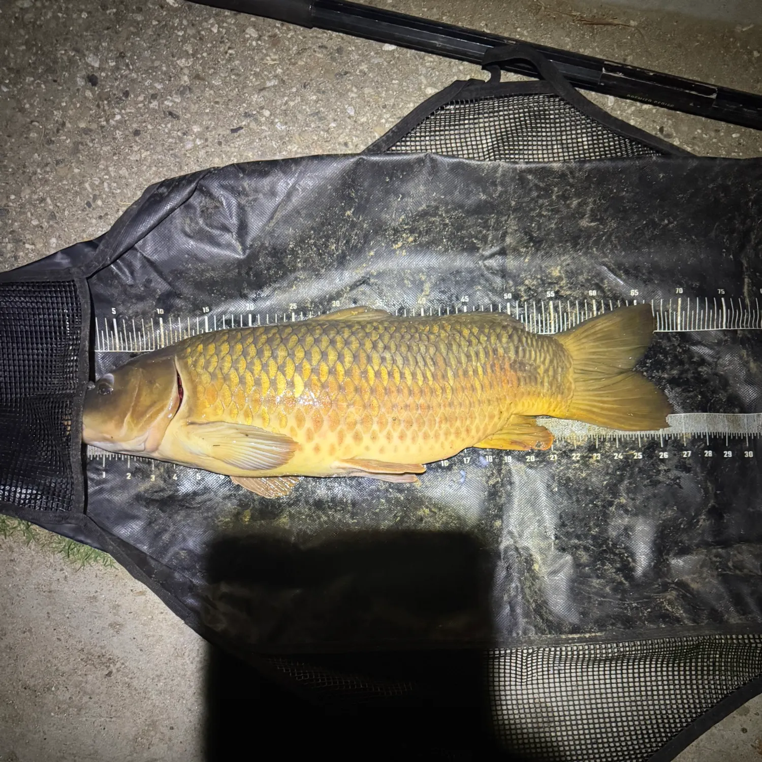 The most recent Koi x common carp catches on Fishbrain