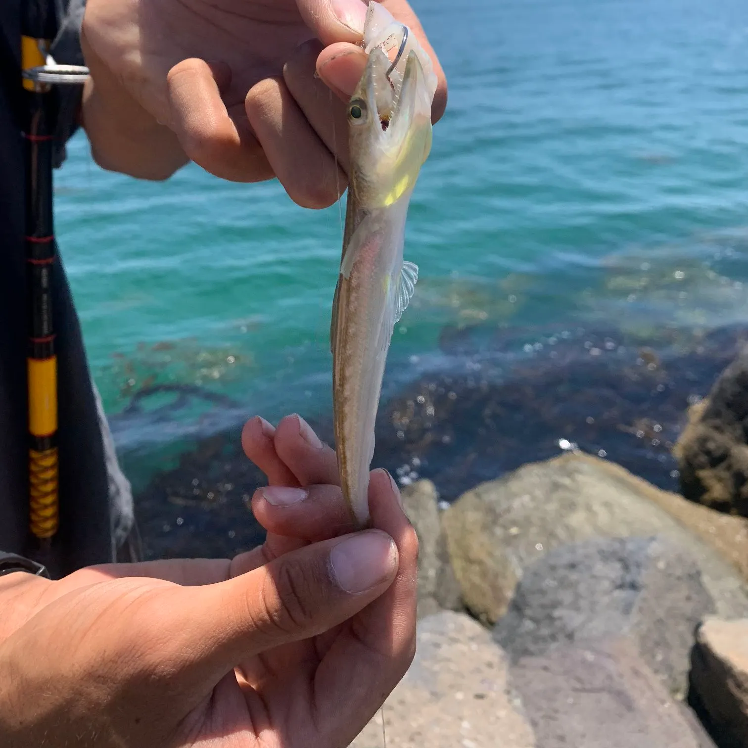 The most recent Atlantic lizardfish catches on Fishbrain