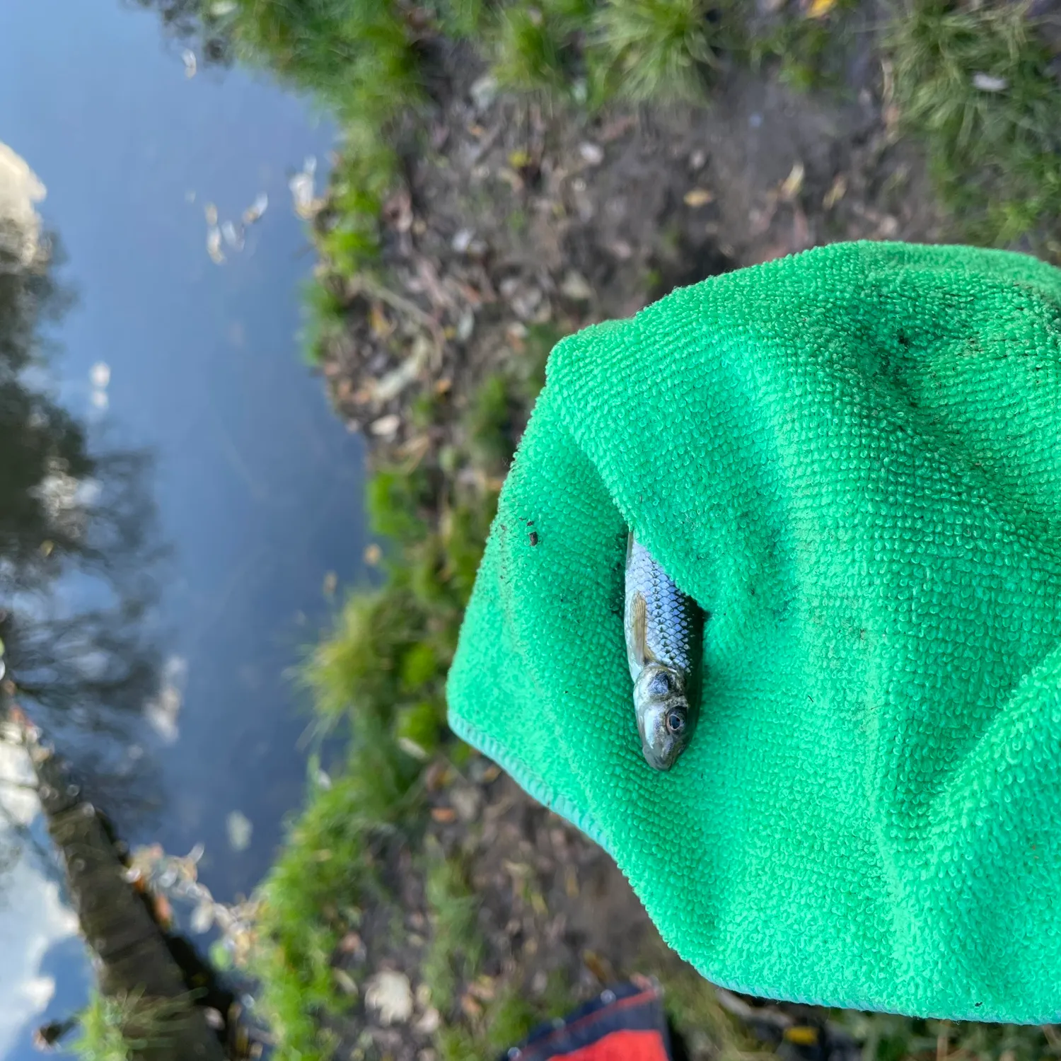 The most recent Gudgeon catches on Fishbrain