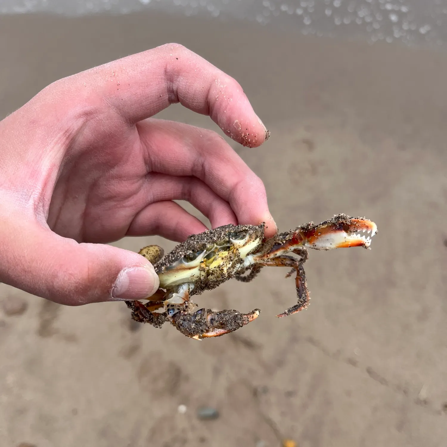 Atlantic rock crab caught on Fishbrain