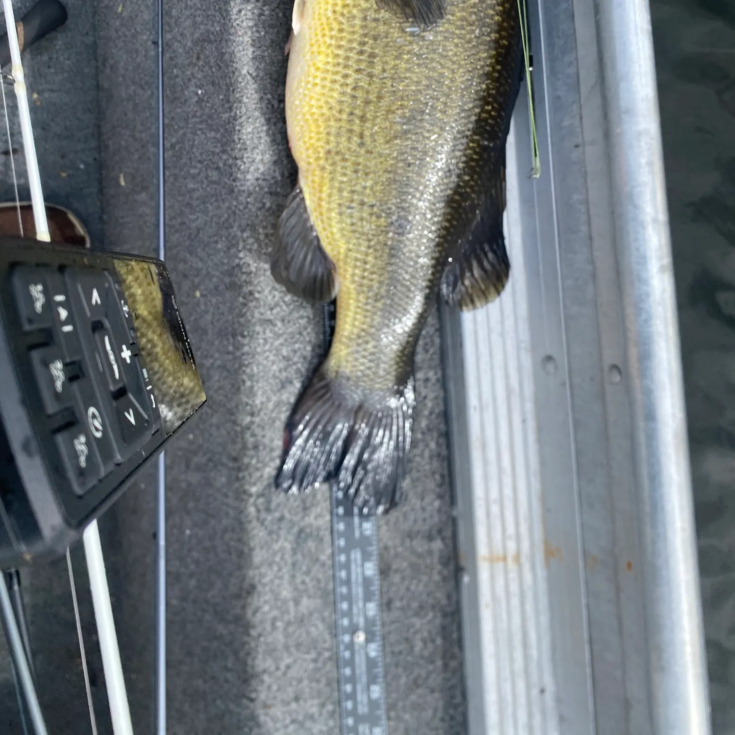 Largemouth bass caught on Fishbrain