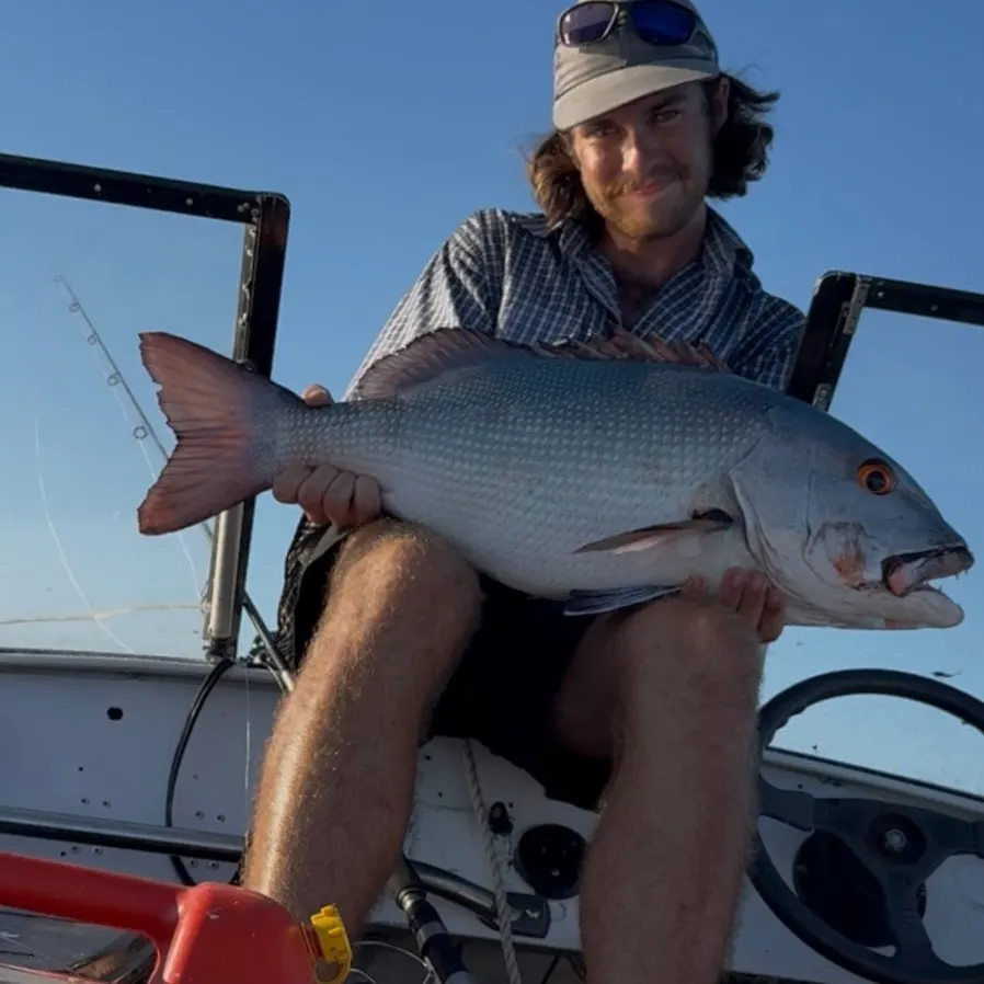 The most recent Two-spot red snapper catches on Fishbrain