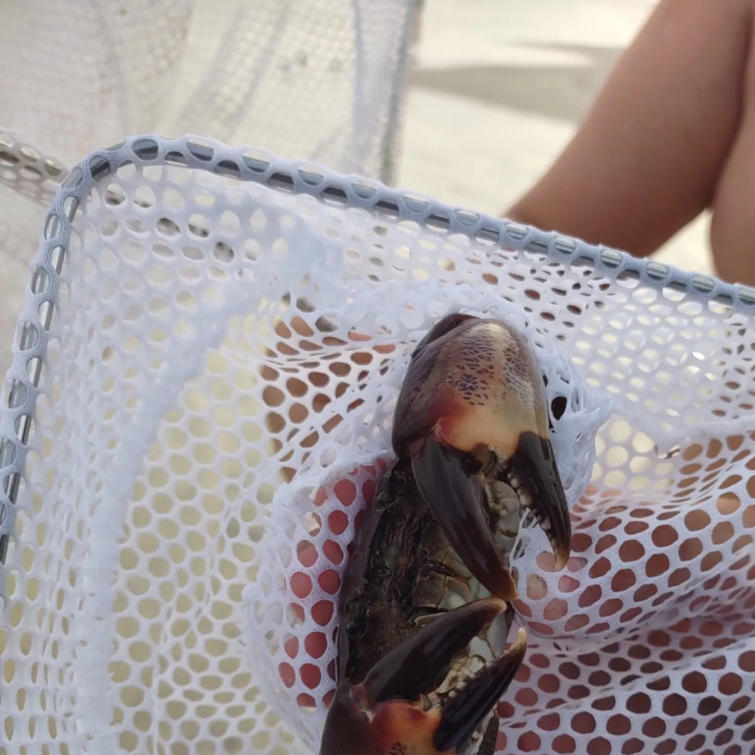 The most popular recent Florida stone crab catch on Fishbrain