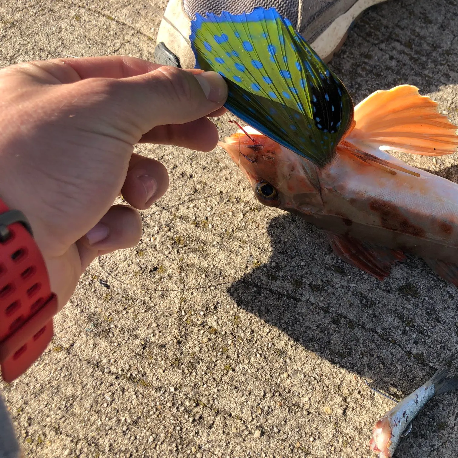 Tub gurnard caught on Fishbrain