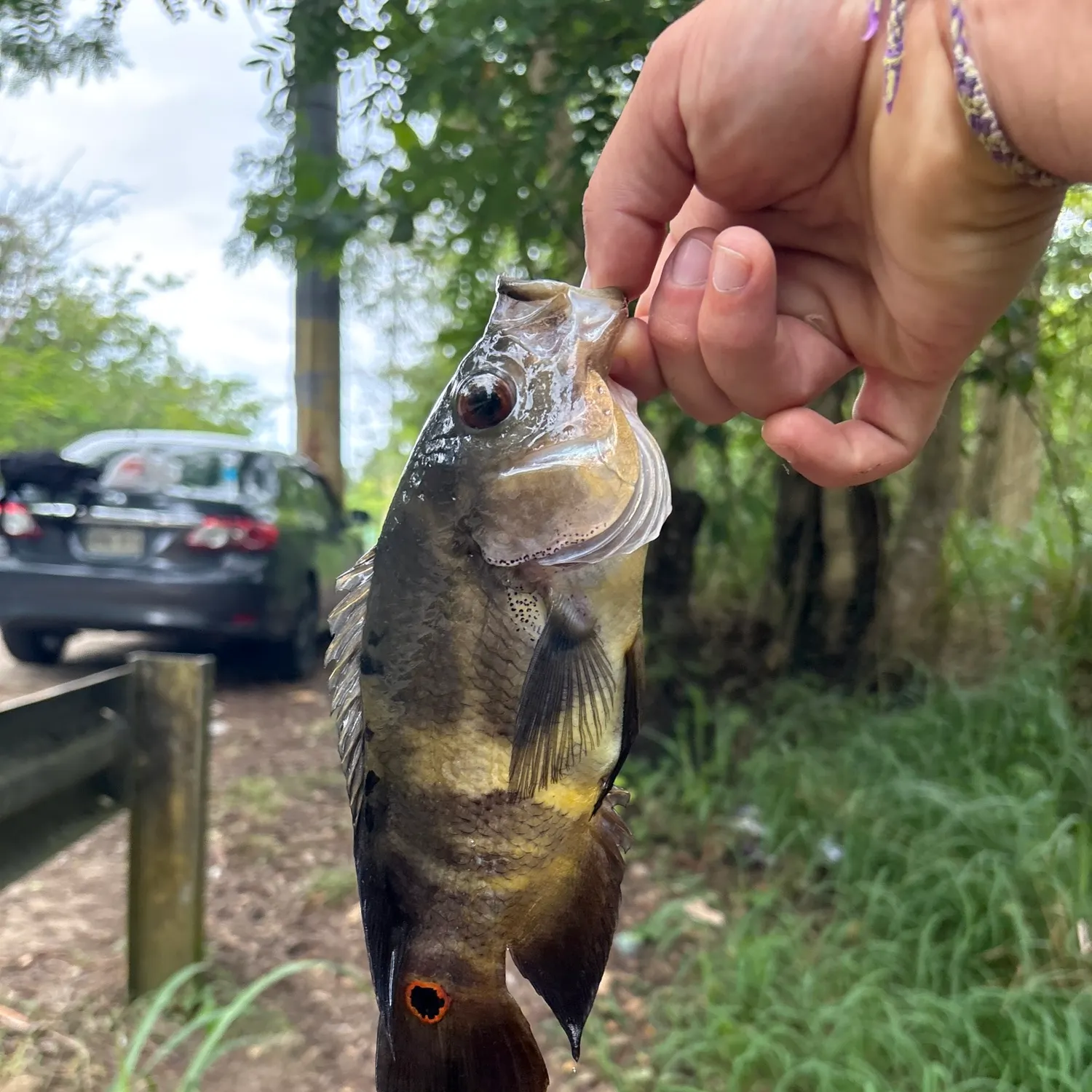 The most recent Oscar catches on Fishbrain