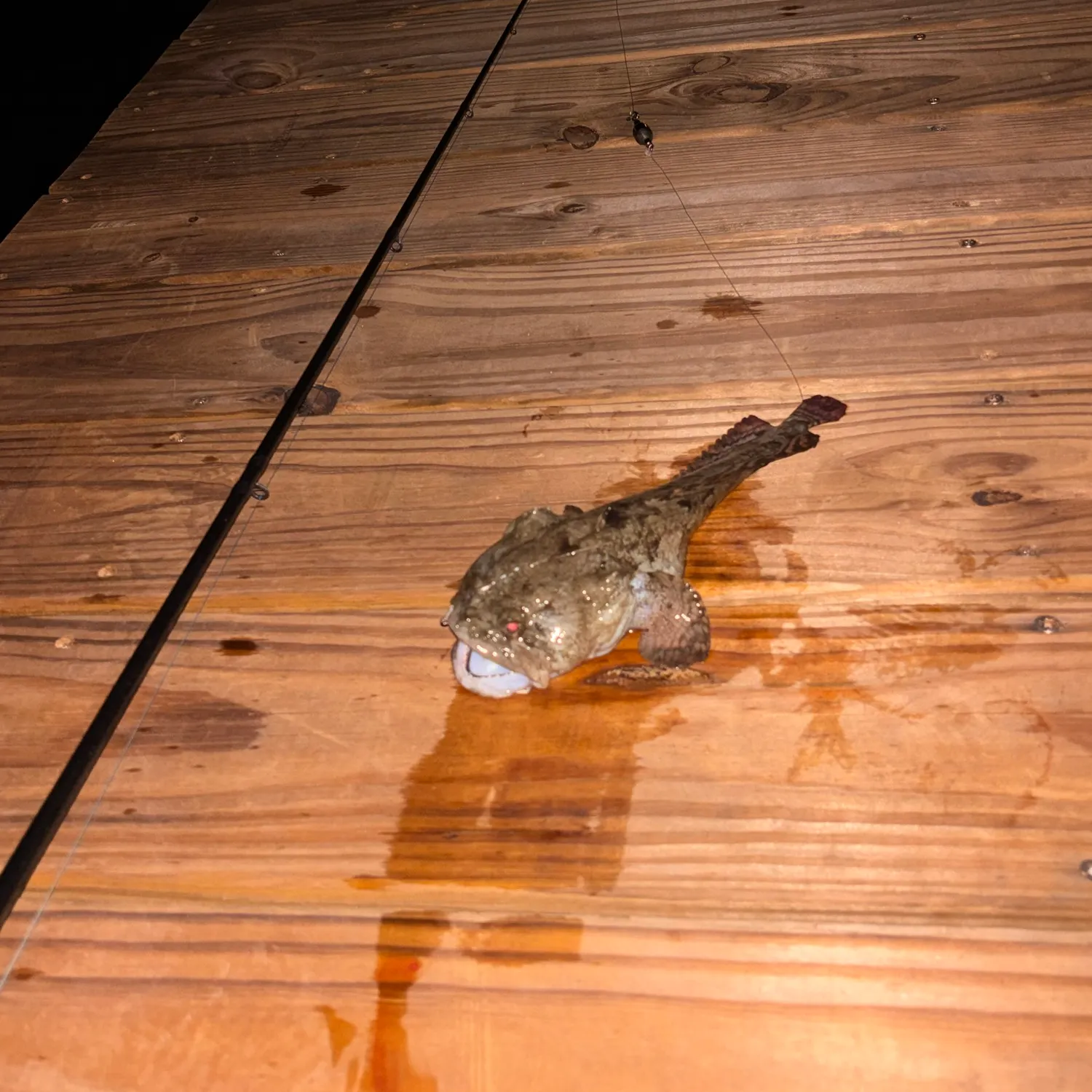 Brown rockfish caught on Fishbrain