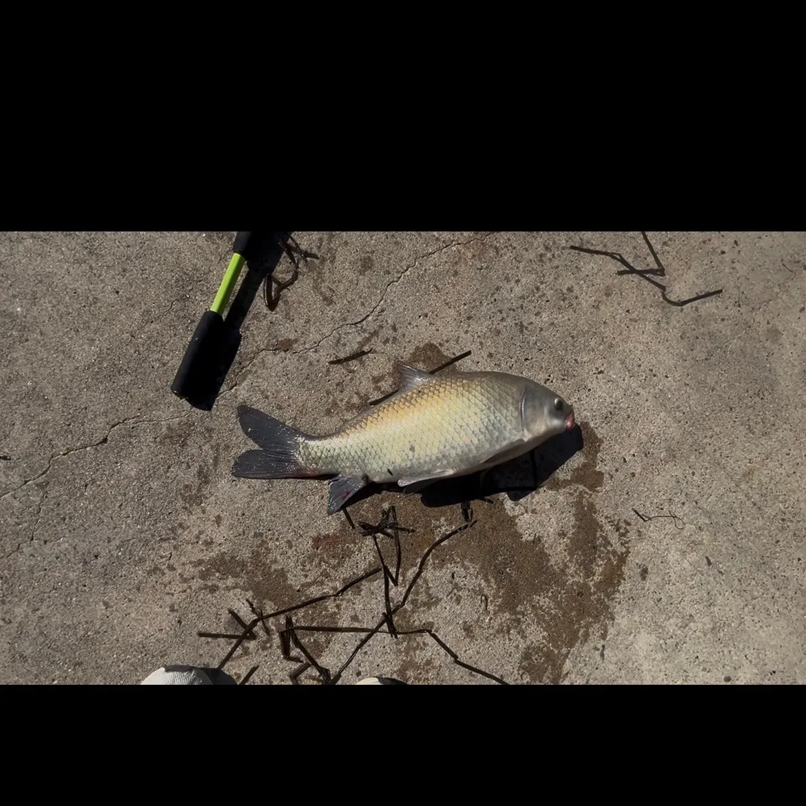 The most recent Smallmouth buffalo catches on Fishbrain