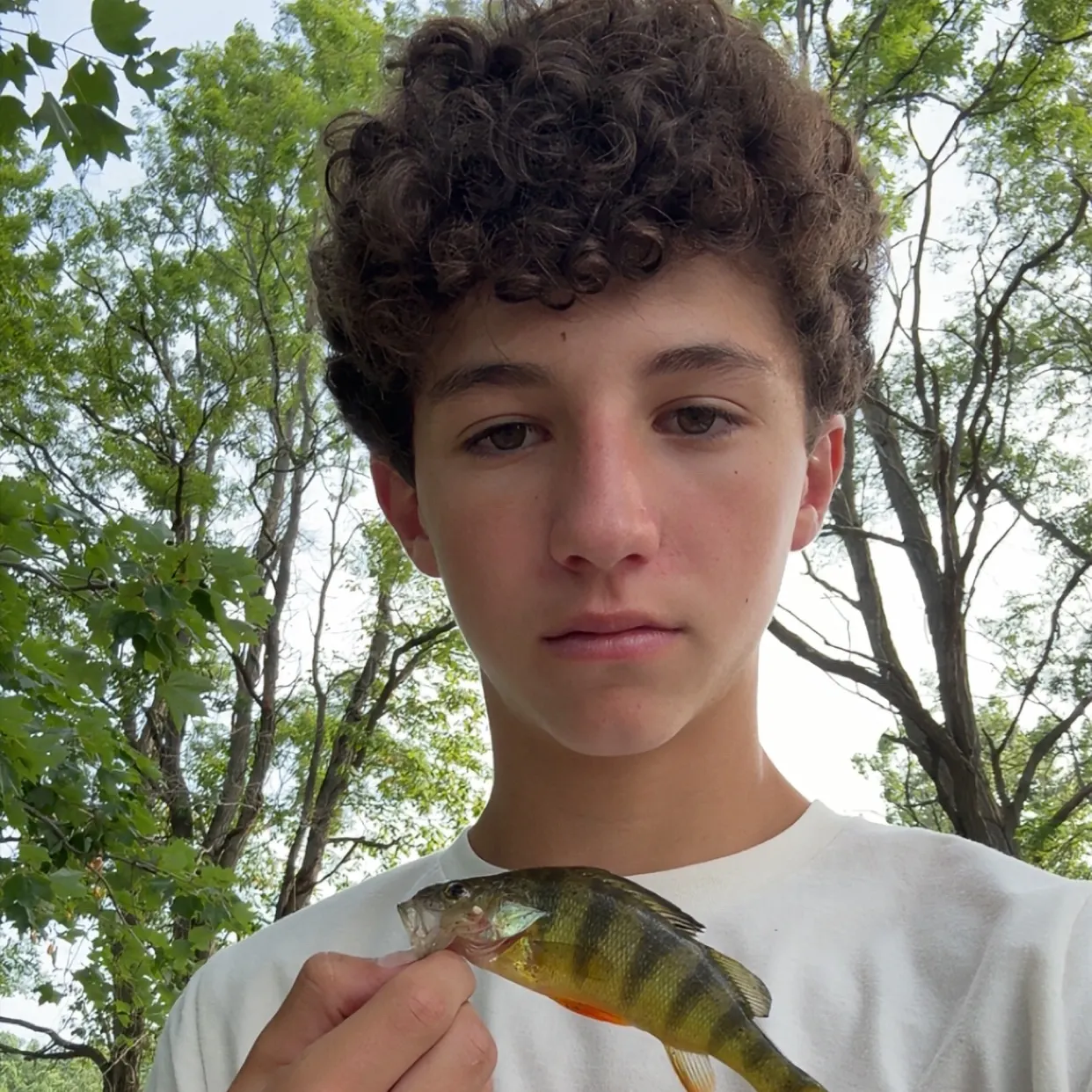 Yellow perch caught on Fishbrain