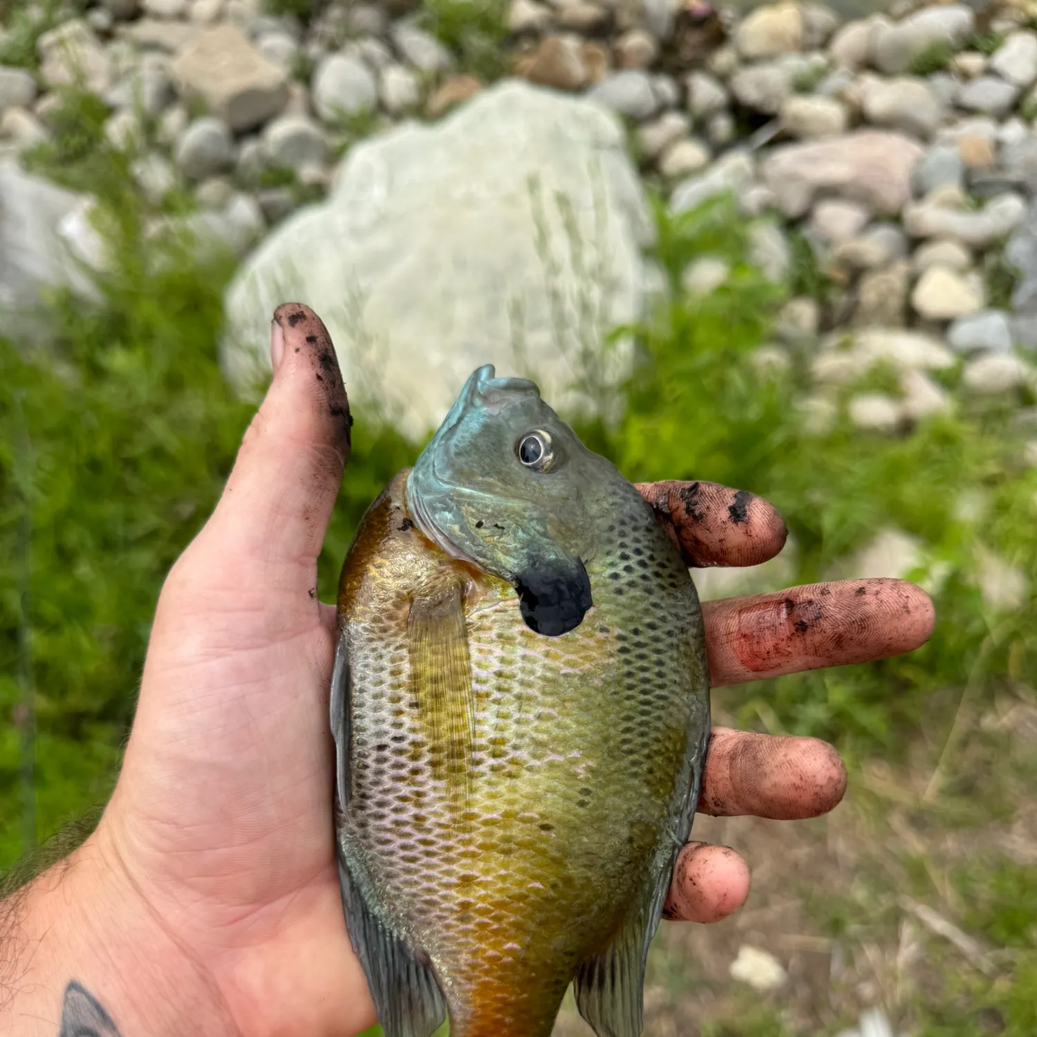 catch