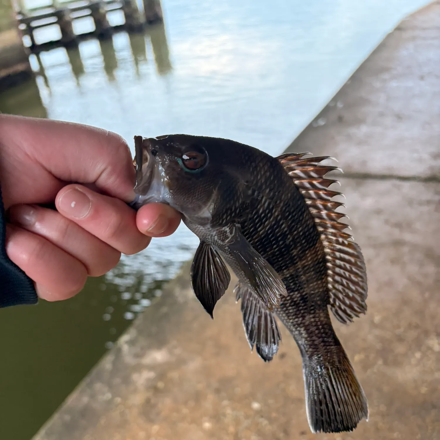 Black sea bass caught on Fishbrain