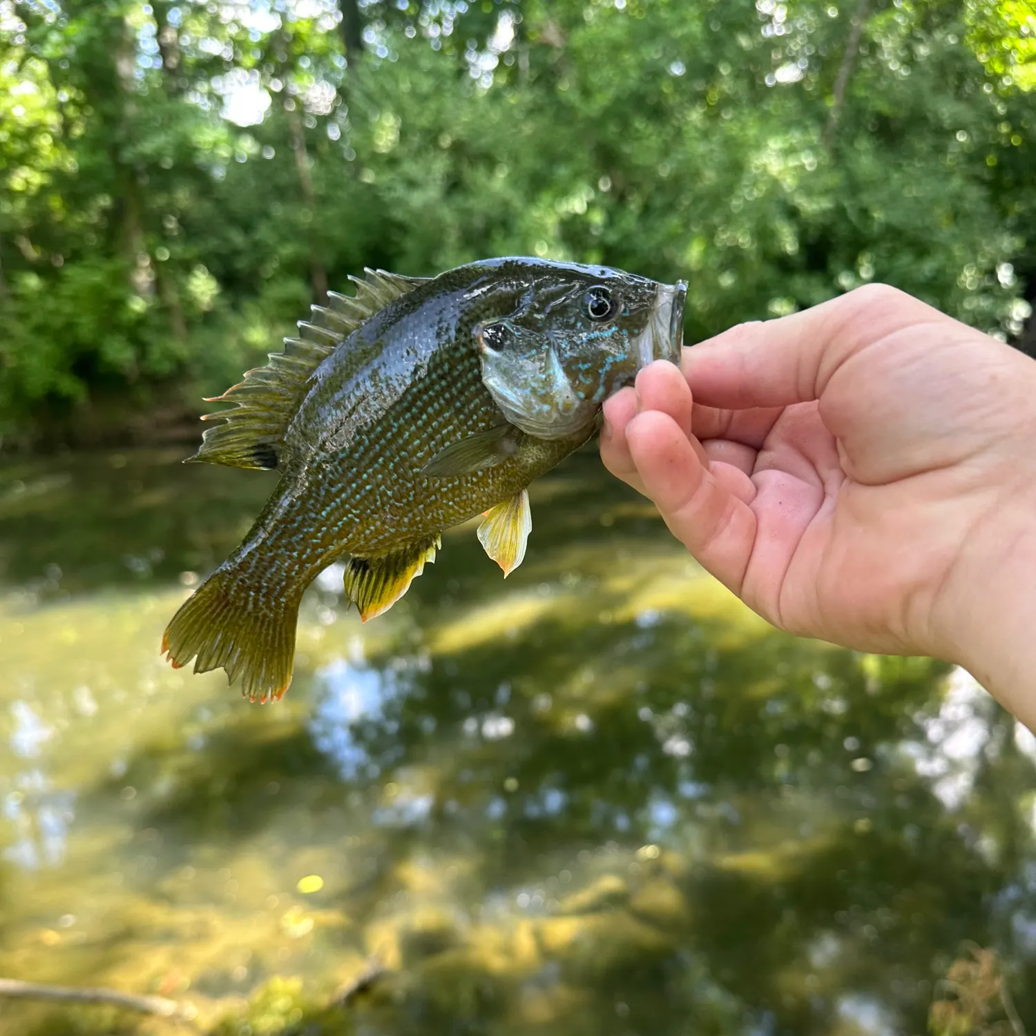 The most recent Warmouth x green sunfish catches on Fishbrain