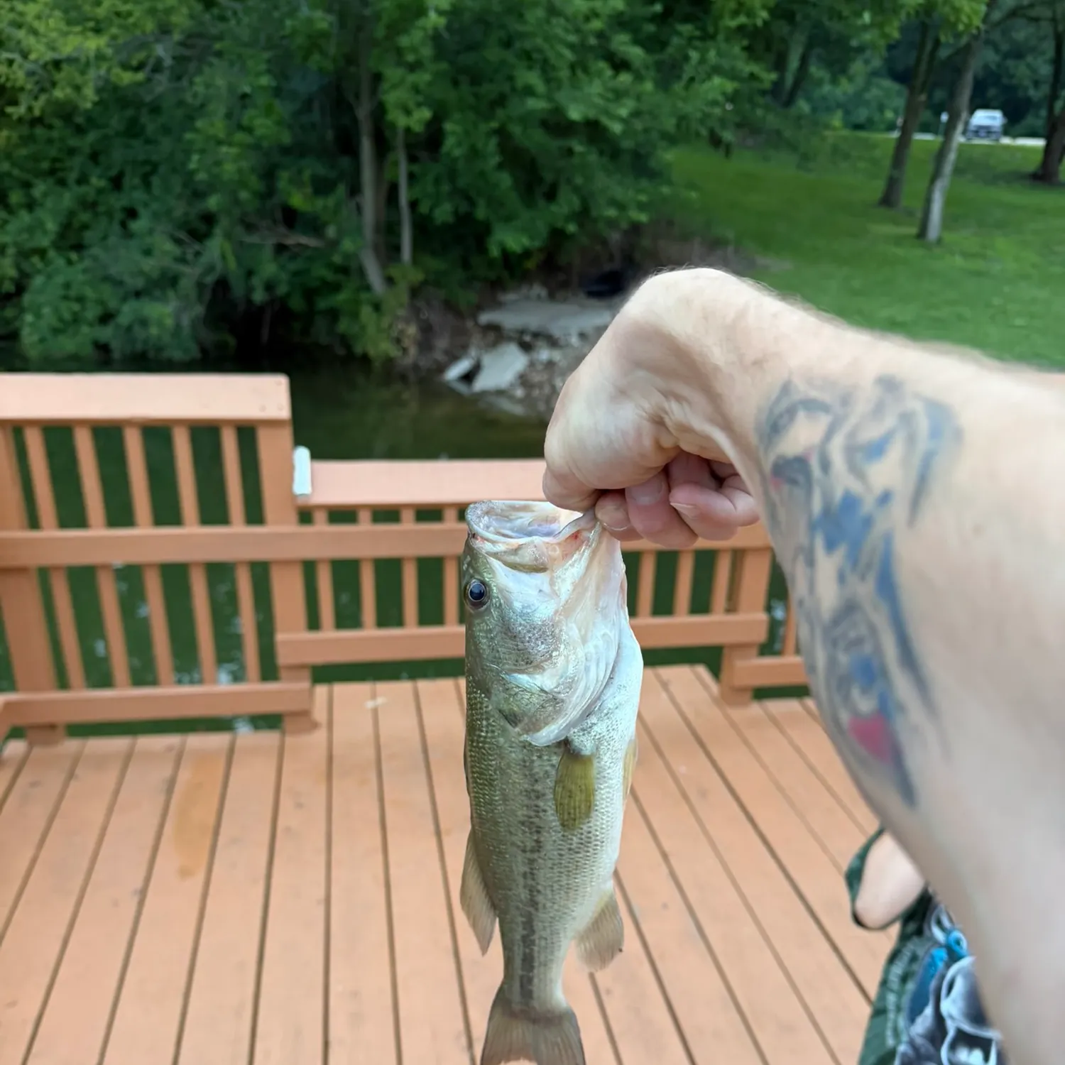Largemouth bass caught on Fishbrain