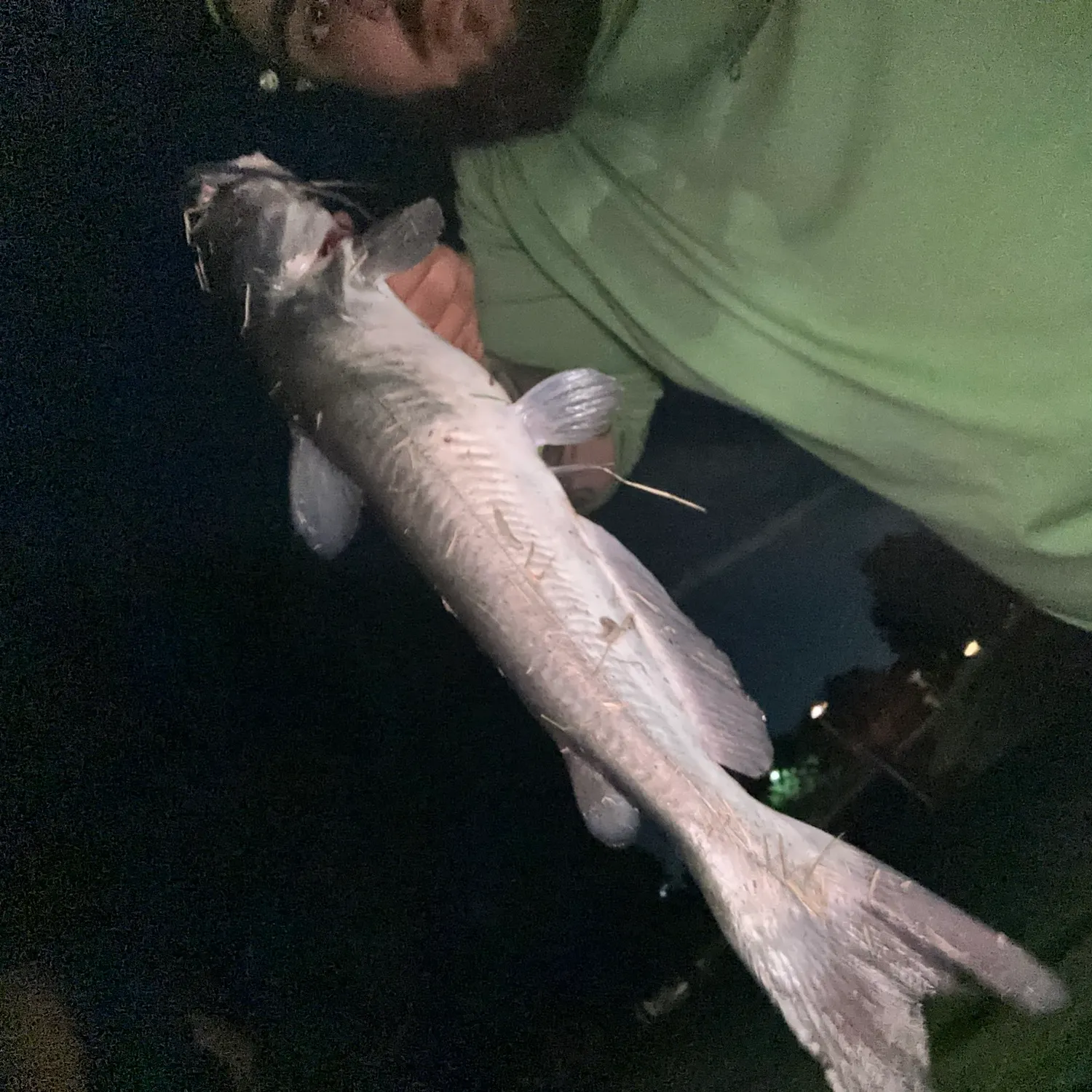 Channel catfish caught on Fishbrain