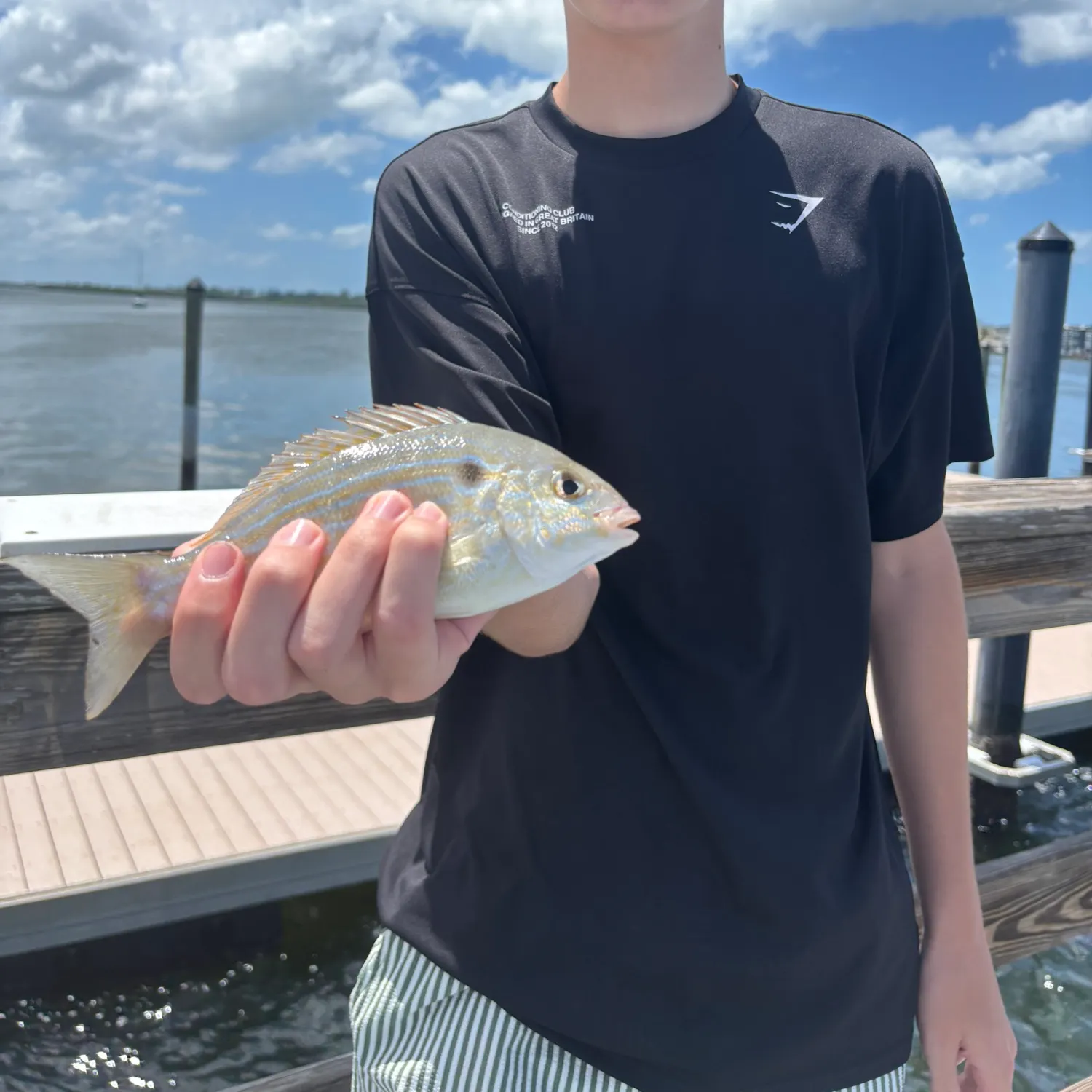 Pinfish caught on Fishbrain