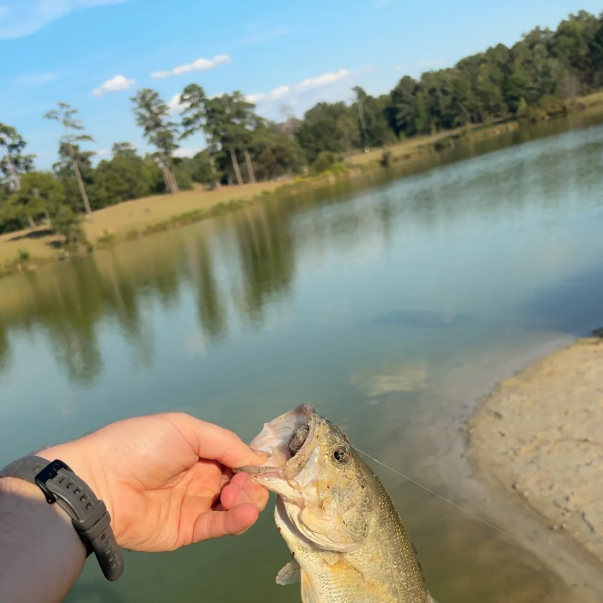Largemouth bass caught on Fishbrain