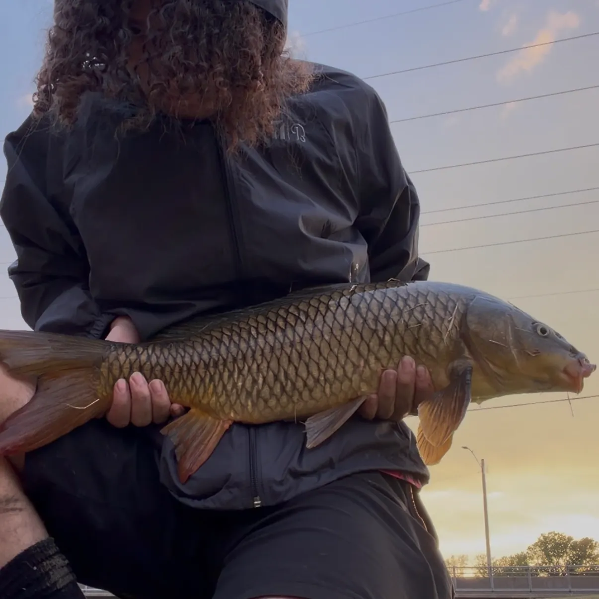 Common carp caught on Fishbrain
