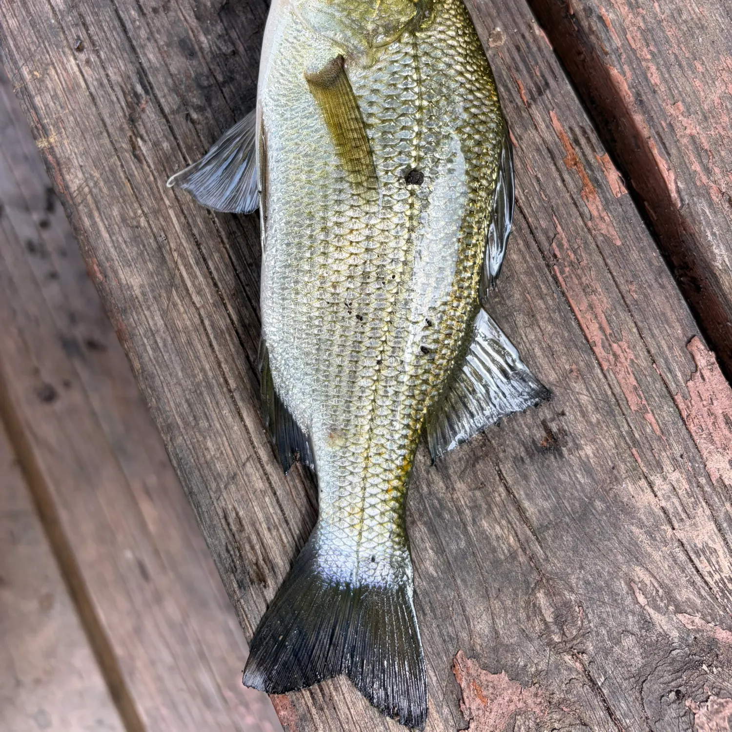 White perch caught on Fishbrain