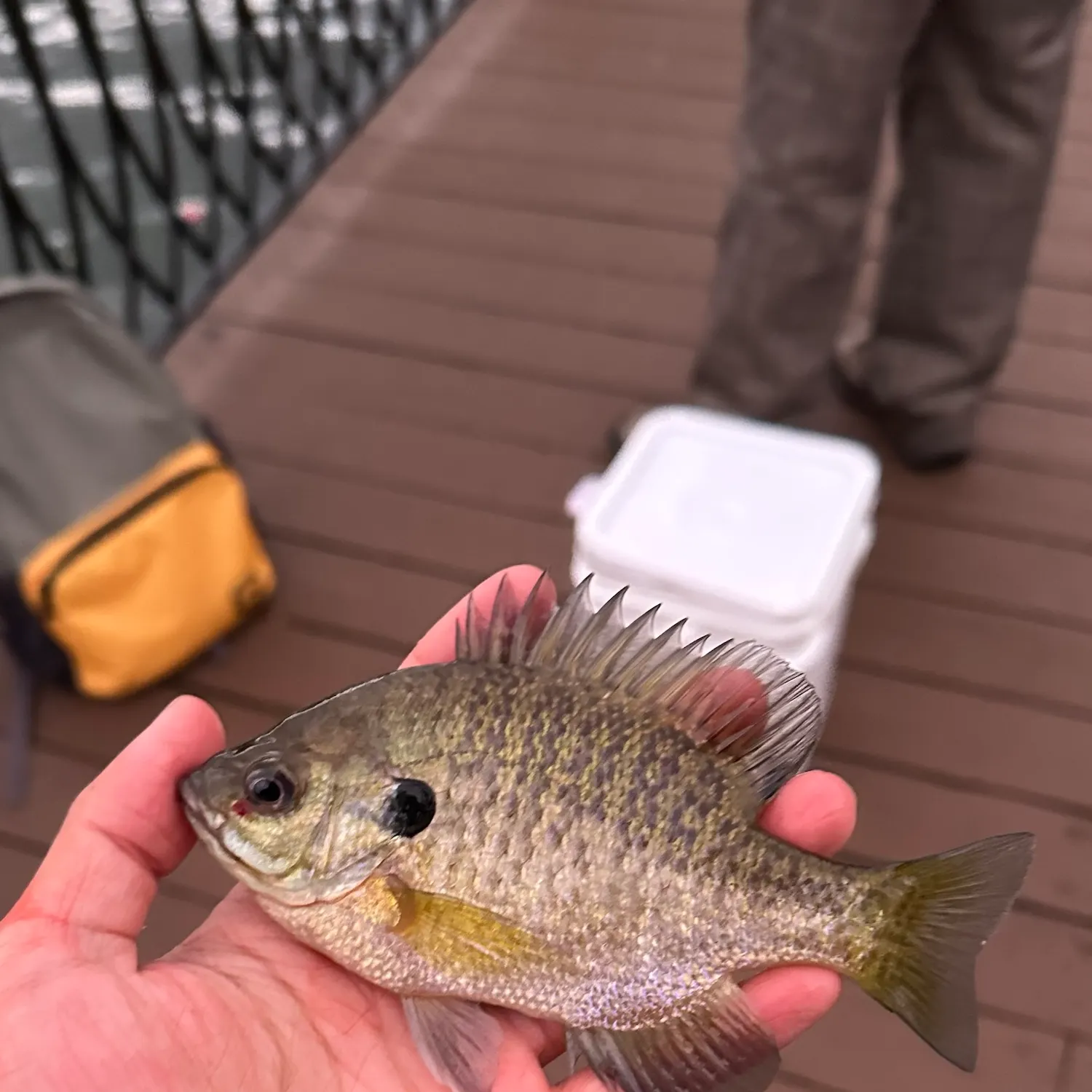Bluegill caught on Fishbrain