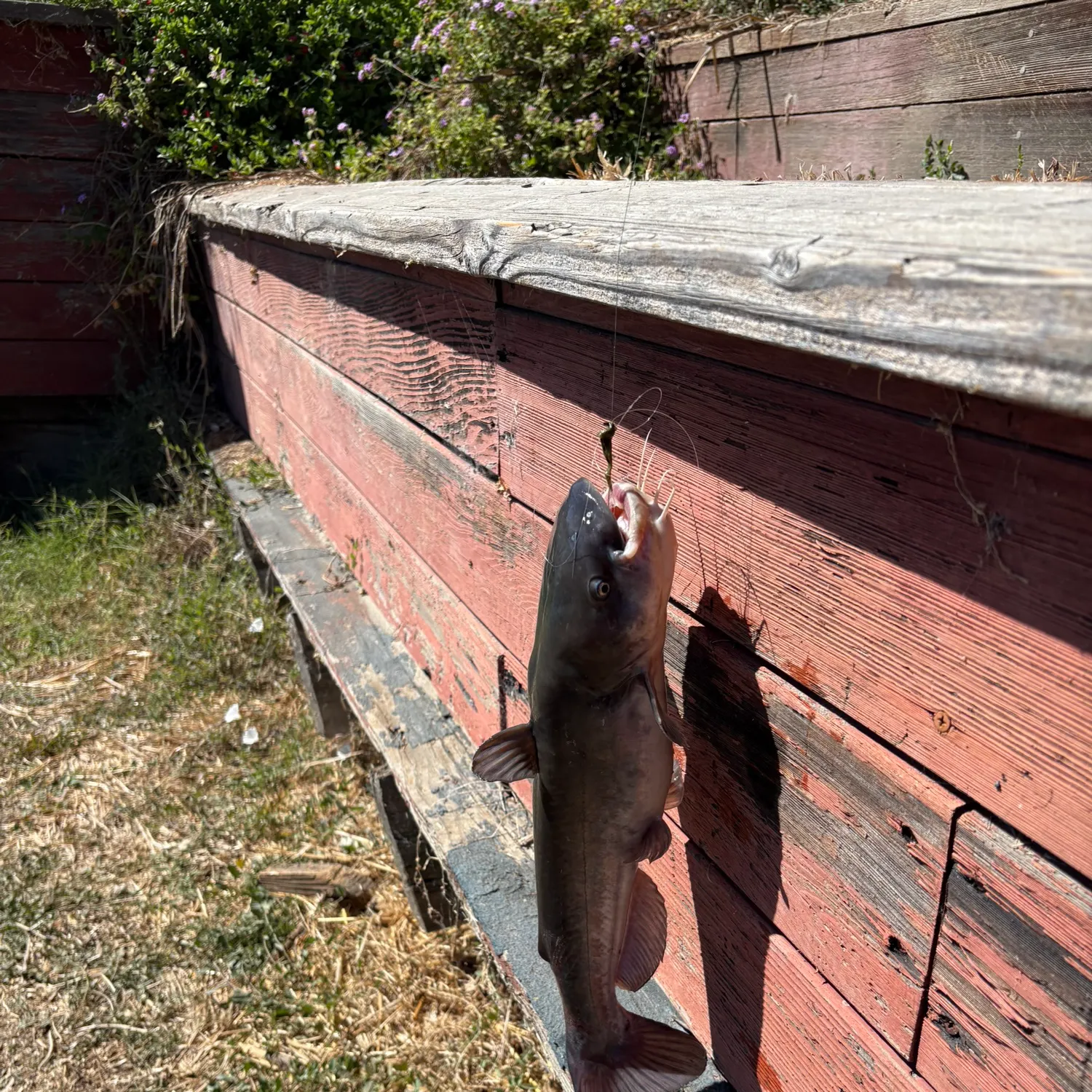 Channel catfish caught on Fishbrain