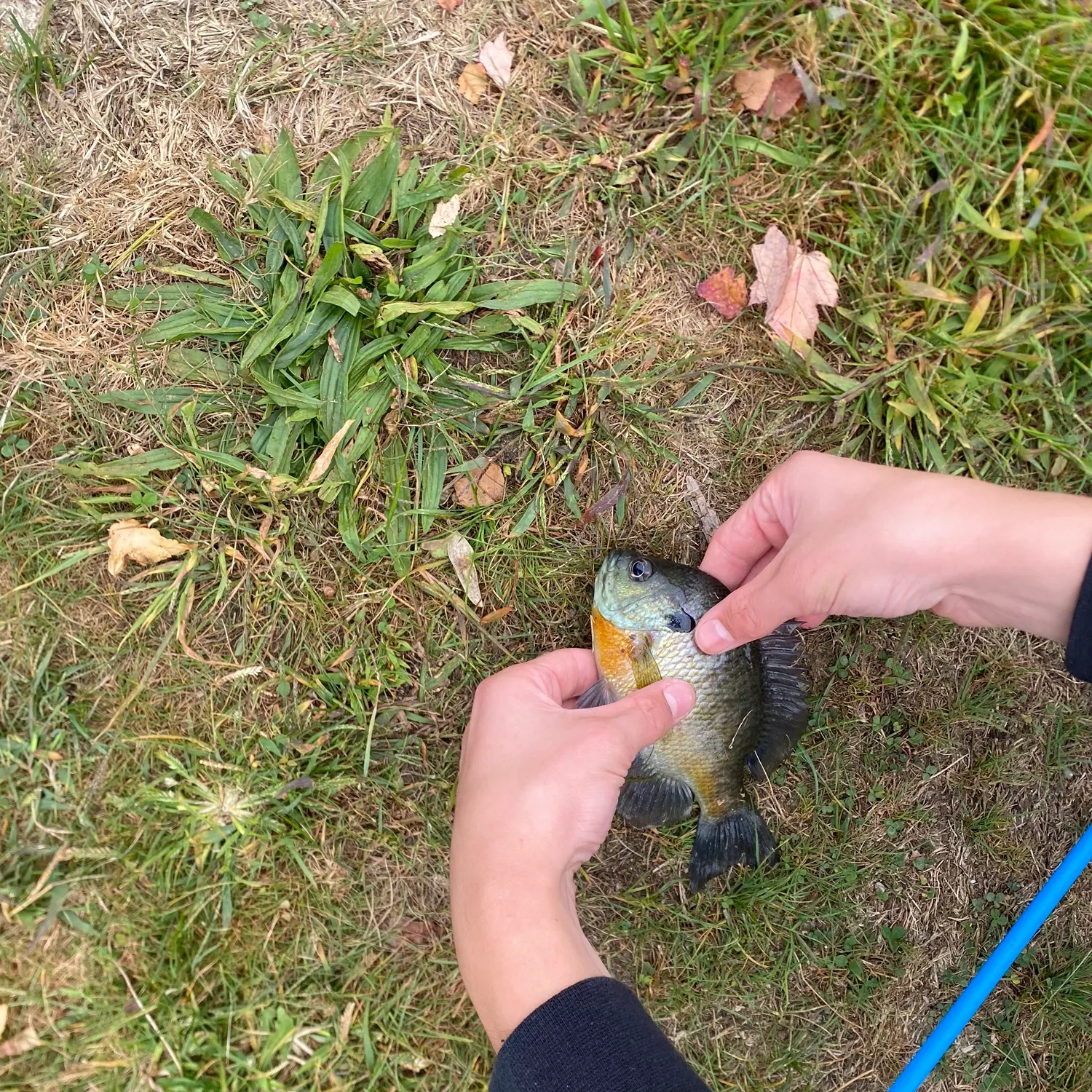 Bluegill caught on Fishbrain