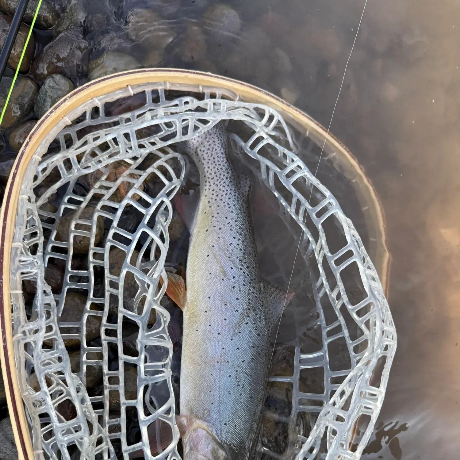 The most recent Snake River fine-spotted cutthroat trout catches on Fishbrain