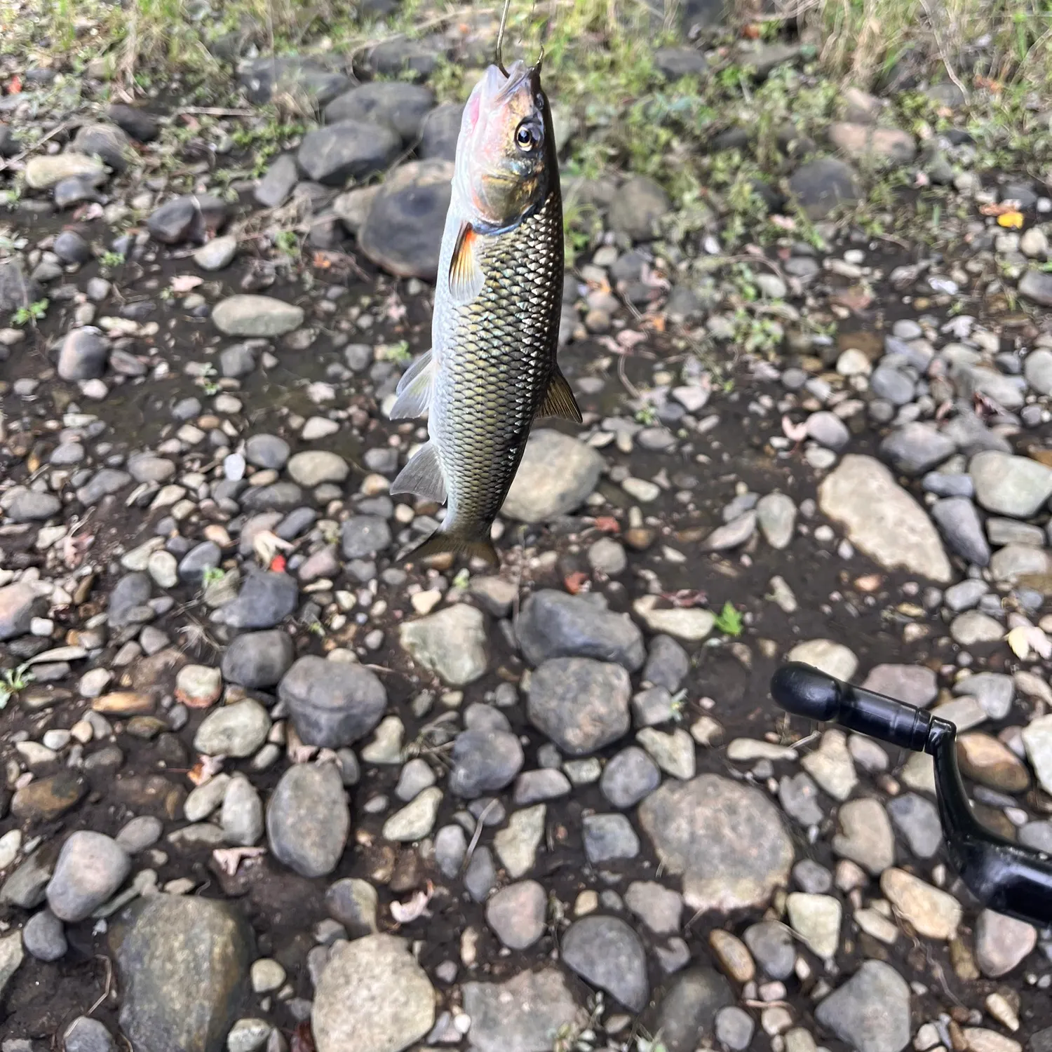 Fallfish caught on Fishbrain