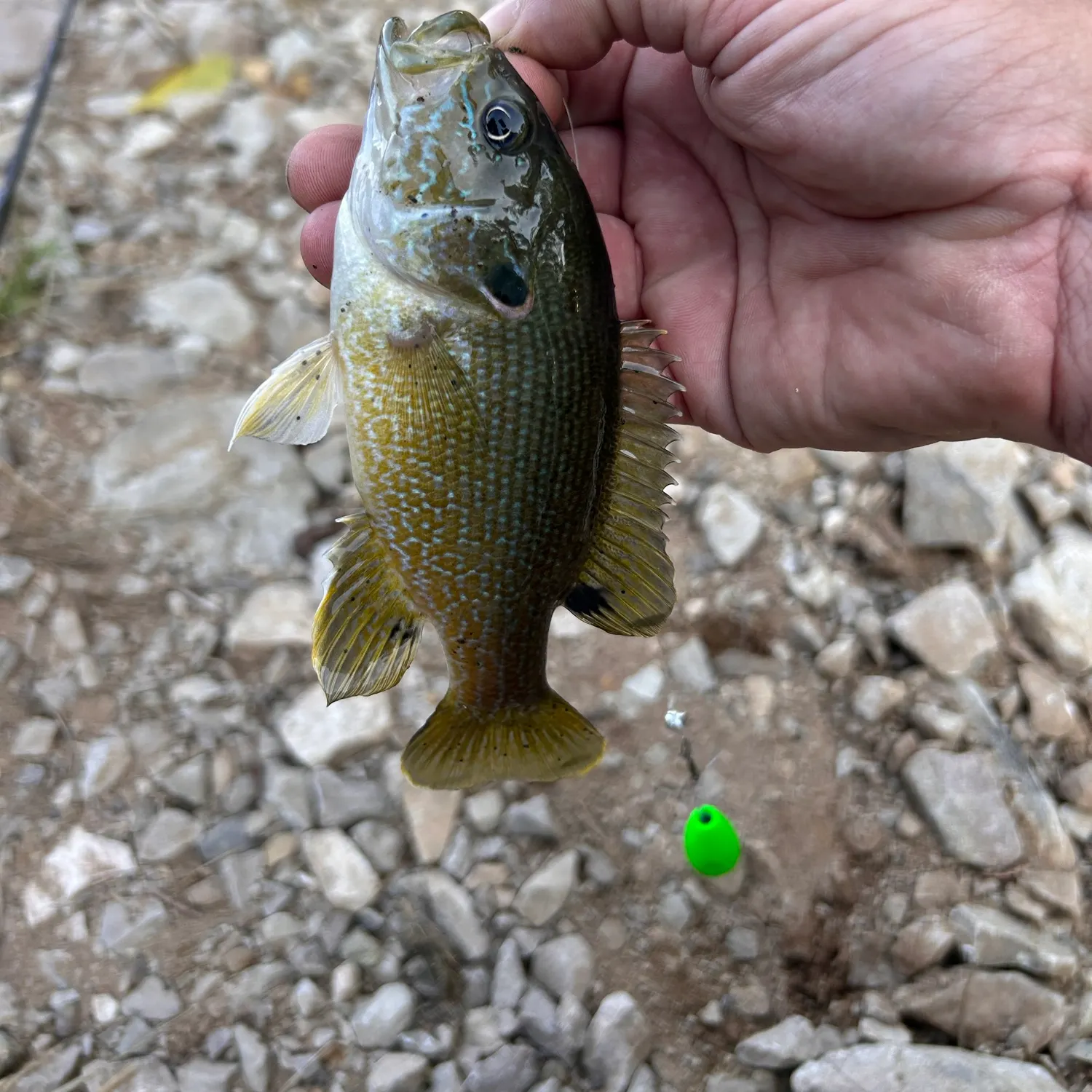 Green sunfish caught on Fishbrain
