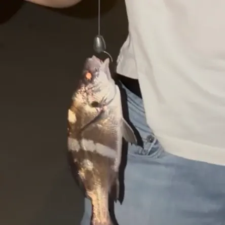 The most recent Black croaker catches on Fishbrain