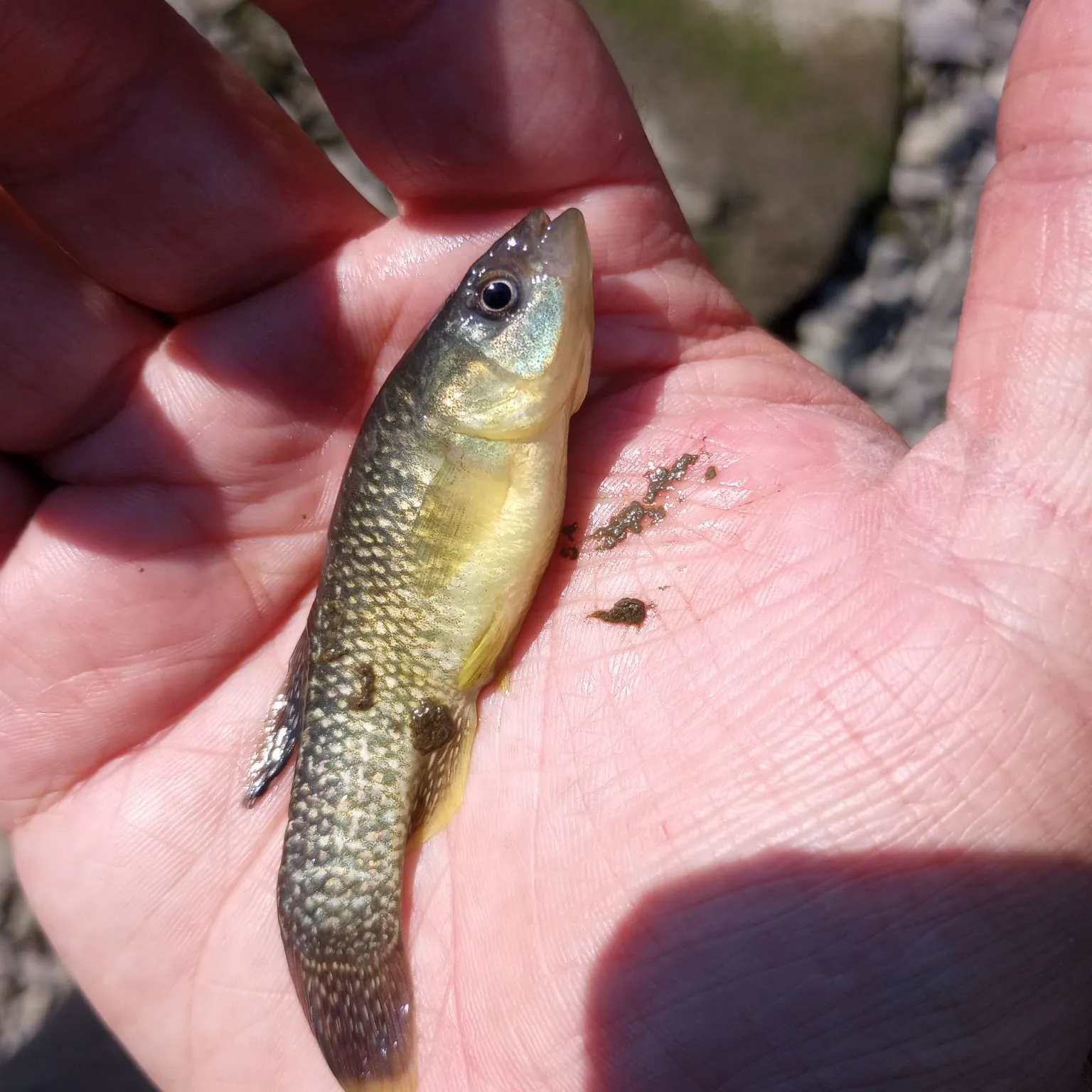The most recent Mummichog catches on Fishbrain