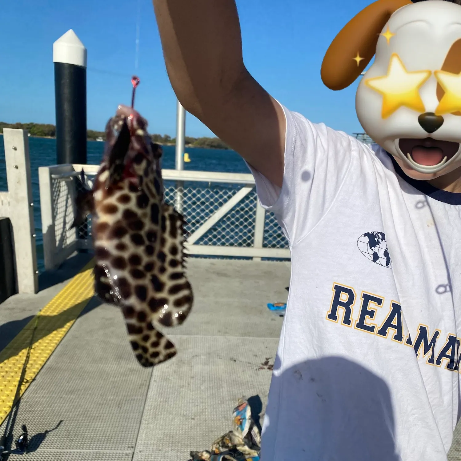 Honeycomb grouper caught on Fishbrain